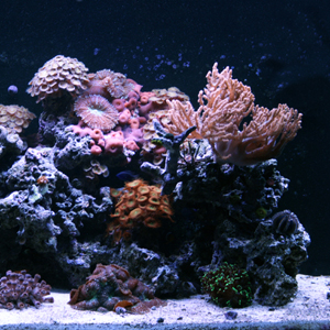 Reef Aquarium